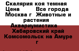 Скалярия коя темная › Цена ­ 50 - Все города, Москва г. Животные и растения » Аквариумистика   . Хабаровский край,Комсомольск-на-Амуре г.